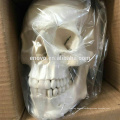 SKELETON10 (12371) Medical Science Full Size 170cm Unassembled Skeleton, Human Artificial Disarticulated Skeleton